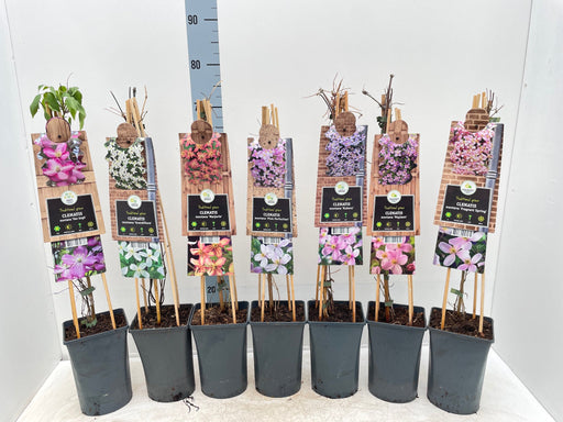 Clematis montana 'Fragrant Spring' 60cm -