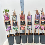 Clematis montana 'Grandifola' 75cm -