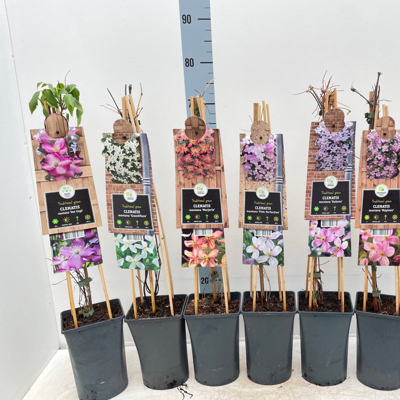 Clematis montana 'Grandifola' 75cm -