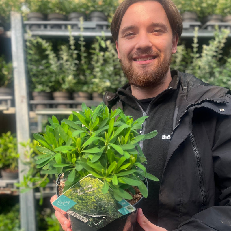 Euphorbia characias 'Wulfenii' 3L -