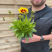 Coreopsis Sunkiss 9cm/1.5L -