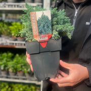 Juniperus squamata 'Blue Star' 2L -