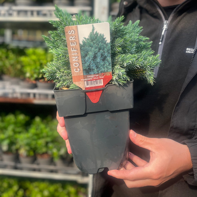 Juniperus squamata 'Blue Star' 2L -