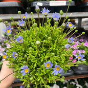 Felicia amelloides 1.5L -