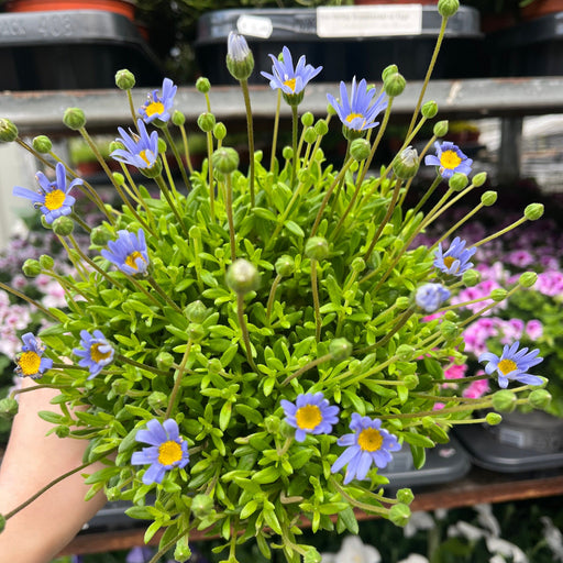 Felicia amelloides 1.5L -