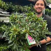 Rhododendron 'Graziella' 3L / 5L -