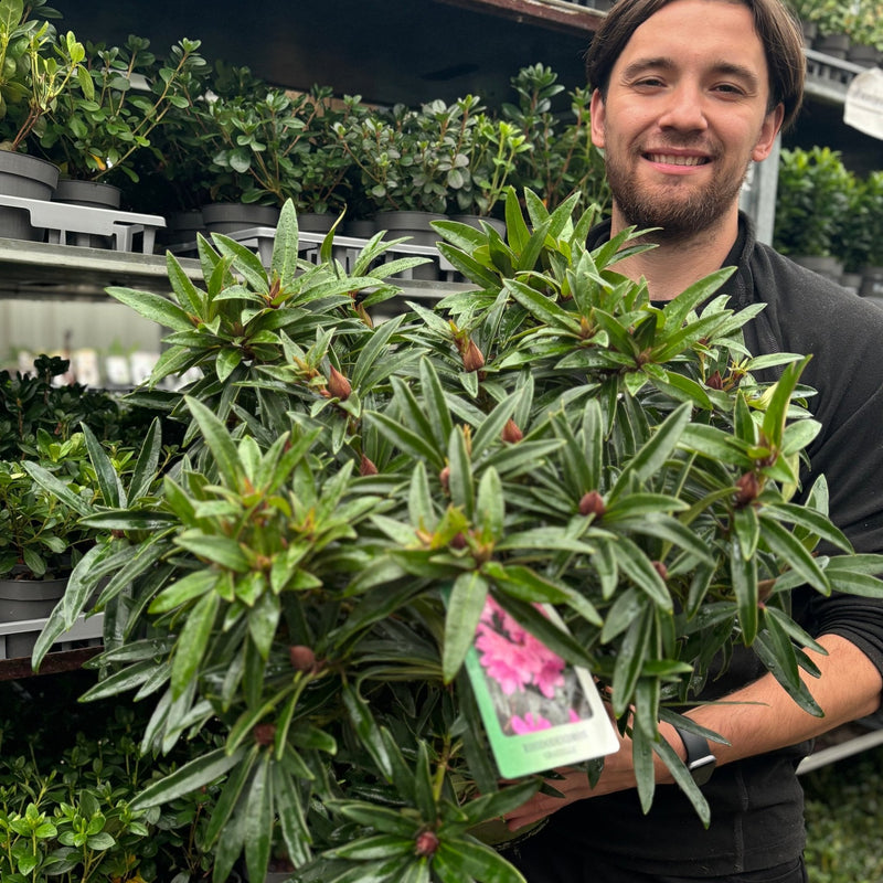 Rhododendron 'Graziella' 3L / 5L -