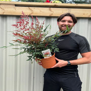 Nandina domestica 'Obsessed' 9cm / 3L -