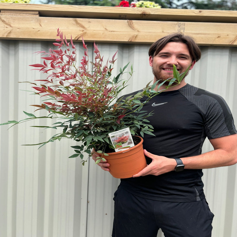 Nandina domestica 'Obsessed' 9cm / 3L -