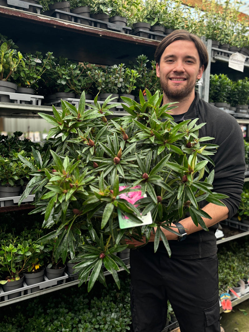 Rhododendron 'Graziella' 3L / 5L -