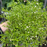 Gypsophila paniculata White 1.5L -