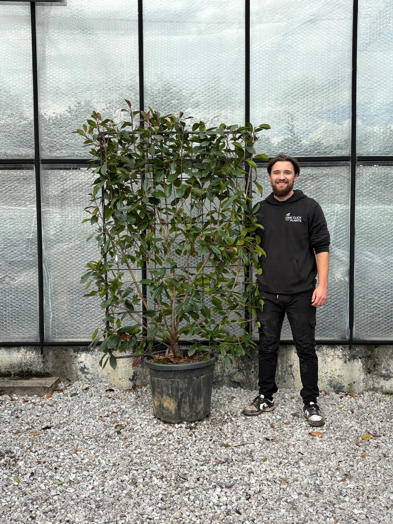 Photinia 'Red Robin' on frame 5ft / 6ft (Metal Frame) - Home & Garden