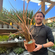 Phormium 'Evening Glow' 2L (40-50cm inc. pot) -