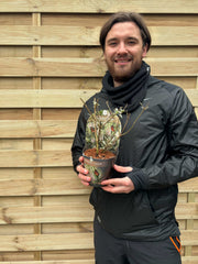 Buddleja Butterfly Candy 'Little White' 9cm/1L/3L -