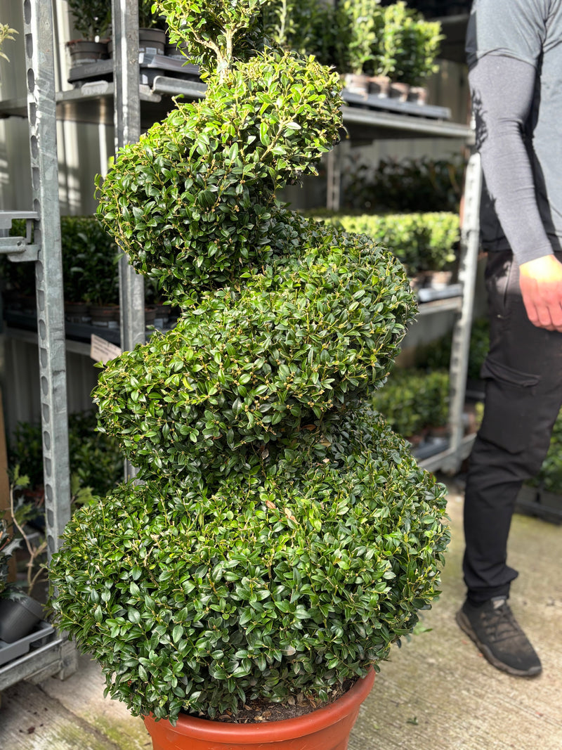 Buxus Spiral | Buxus sempervirens Topiary | Box Spiral -