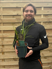 Miscanthus sinensis Gracillimus 2L/10L Growers Pot -