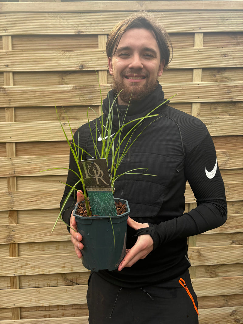 Miscanthus sinensis Gracillimus 2L/10L Growers Pot -