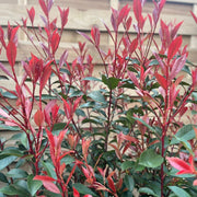 5-6ft Photinia 'Carre Rouge' 160-170cm (30L) -