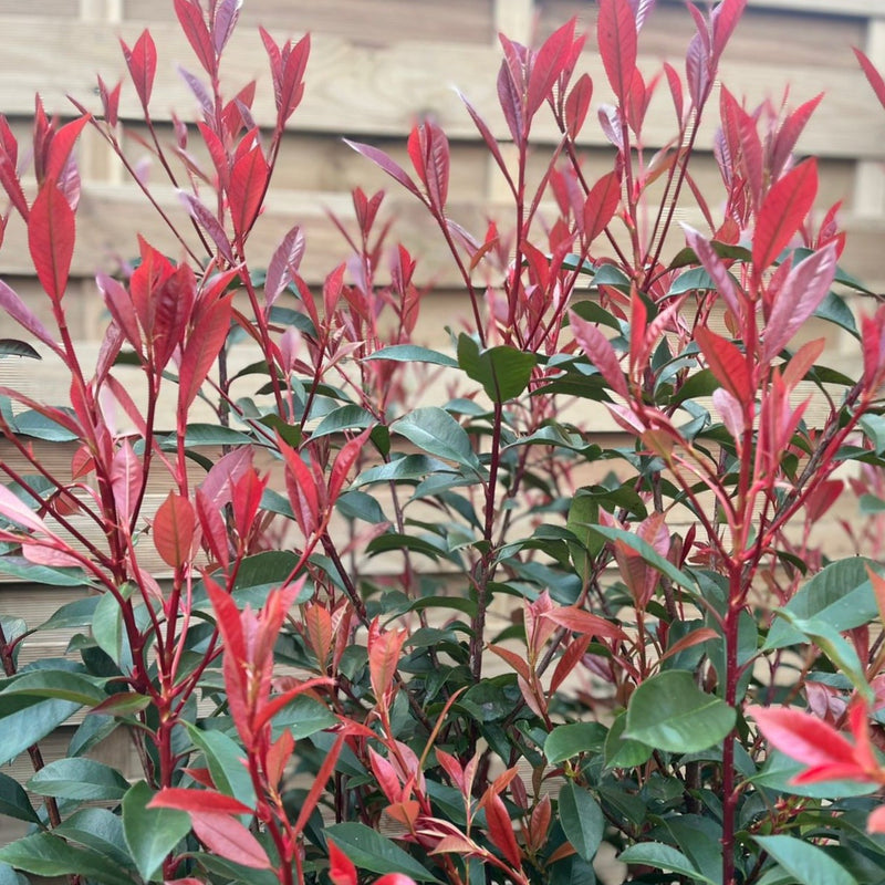 5-6ft Photinia 'Carre Rouge' 160-170cm (30L) -