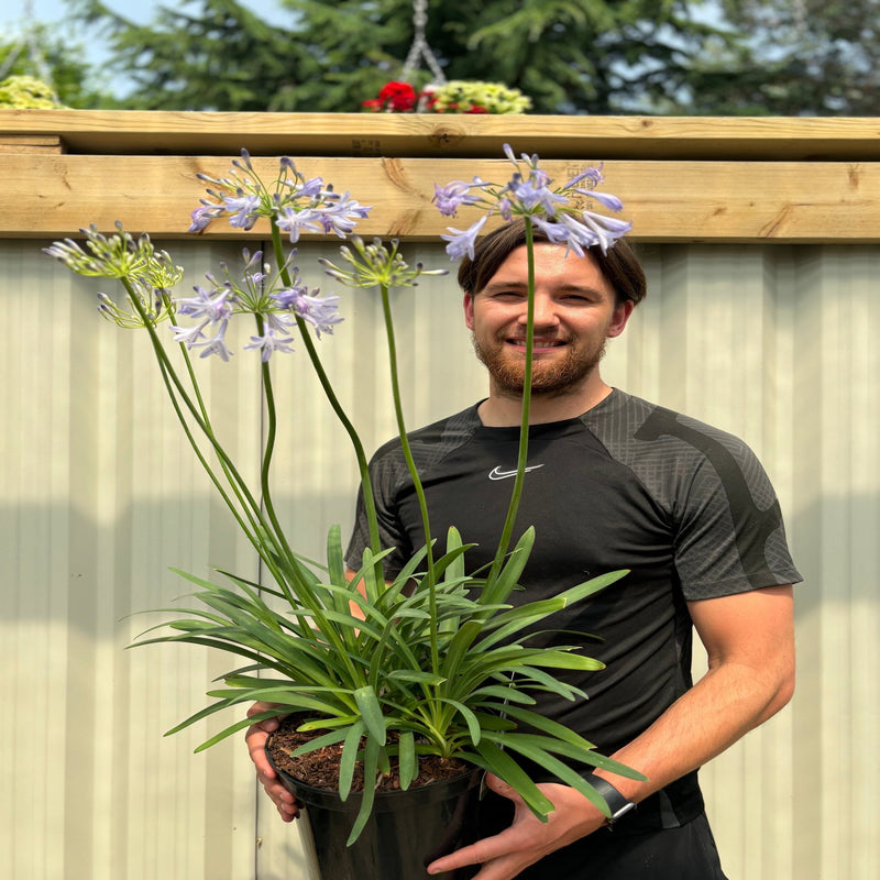 Agapanthus 'Dr Brouwer' 5L -
