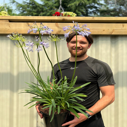 Agapanthus 'Dr Brouwer' 5L -