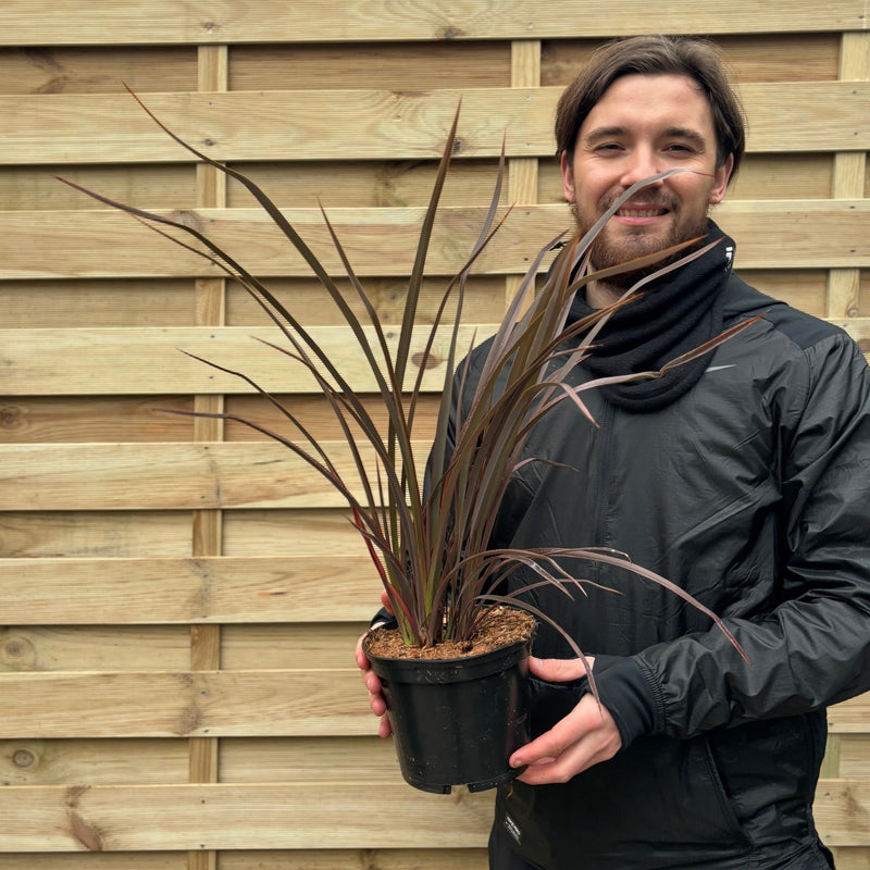 Phormium 'Bronze Baby' 9cm / 2L -