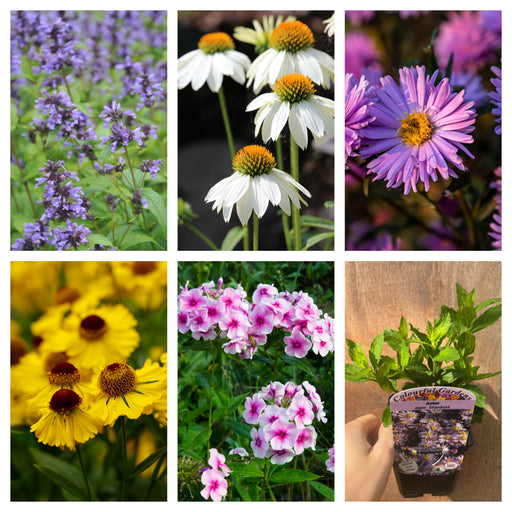 3 x Late Summer Flowering Perennials (9cm Pots) -