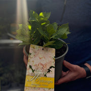 Hydrangea macrophylla 'Frillibet' 2L -