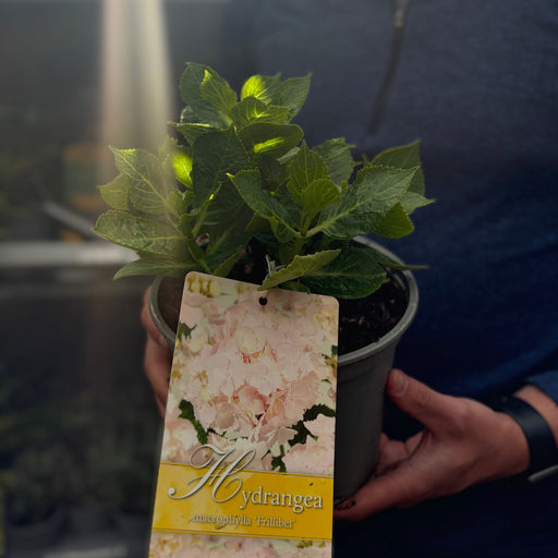 Hydrangea macrophylla 'Frillibet' 2L -