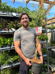 Salix intergra 'Hakuro - Nishiki' Flamingo Dwarf Willow Tree BRAIDED -