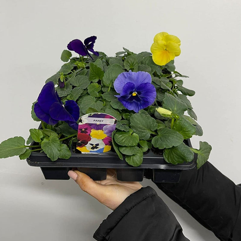 20 Pack Pansy Tray -