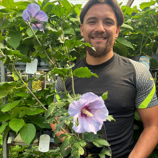 Hibiscus syriacus 'Oiseau bleu' 3L -
