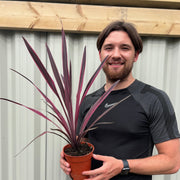 Cordyline Pink Passion 9cm / 1.5L -