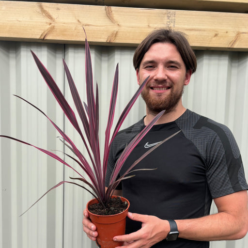 Cordyline Pink Passion 9cm / 1.5L -