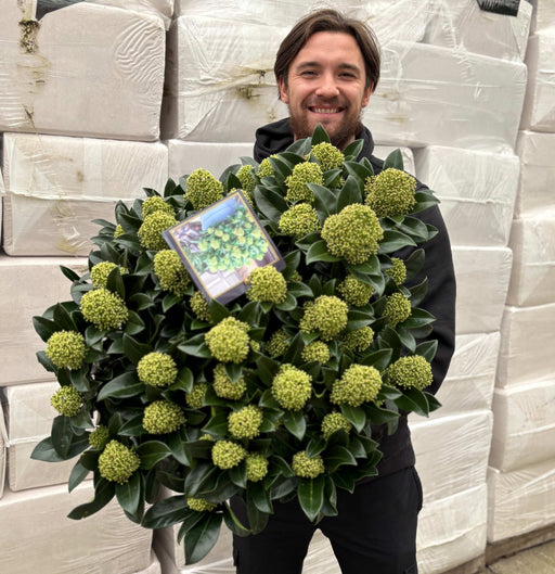 Skimmia japonica 'White Globe' 3L / 12L -