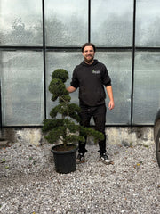 Ilex crenata bonsai -