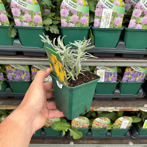 Helichrysum italicum 9cm -