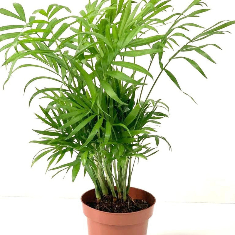 Parlour Palm 40-50cm -
