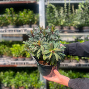 Euphorbia amygdaloides 'Ruby Glow' 3L