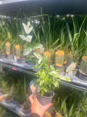 Salix integra 'Flamingo' Shrub 9cm / 1L / 1.5L -