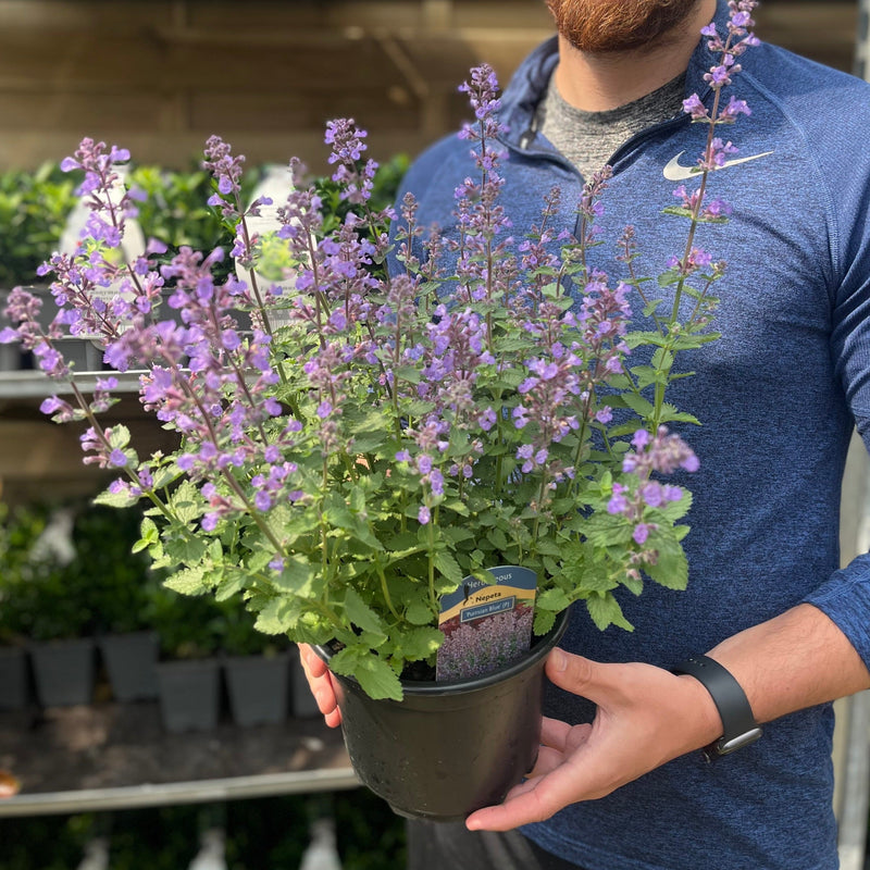 Nepeta 'Purrsian Blue' 9cm / 2L -