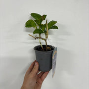 Hydrangea macrophylla 'Blue Ball' 9cm-5L -