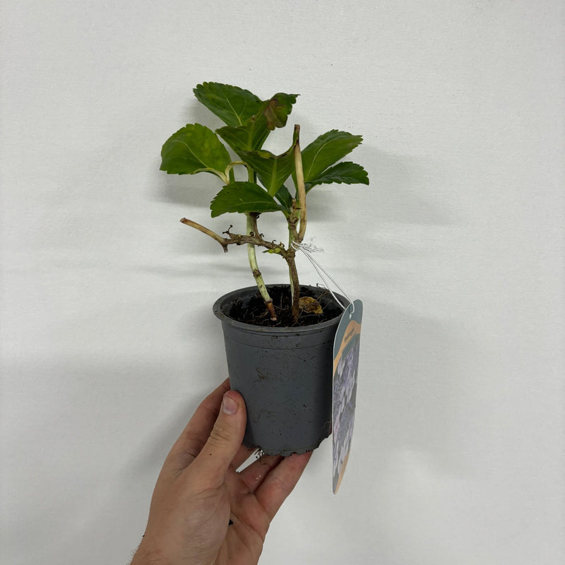 Hydrangea macrophylla 'Blue Ball' 9cm-5L -