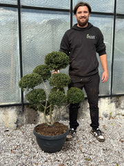 Ilex crenata bonsai -