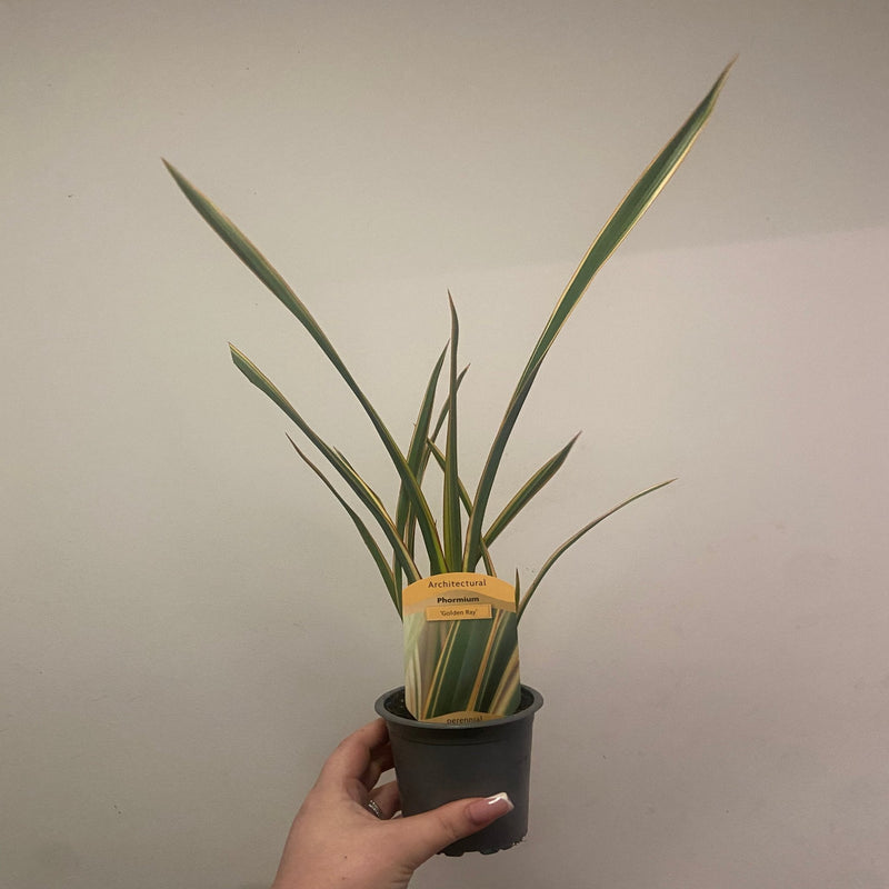 Phormium 'Gold Ray' 9cm / 2L -