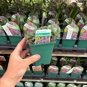 Marjoram compact 9cm -