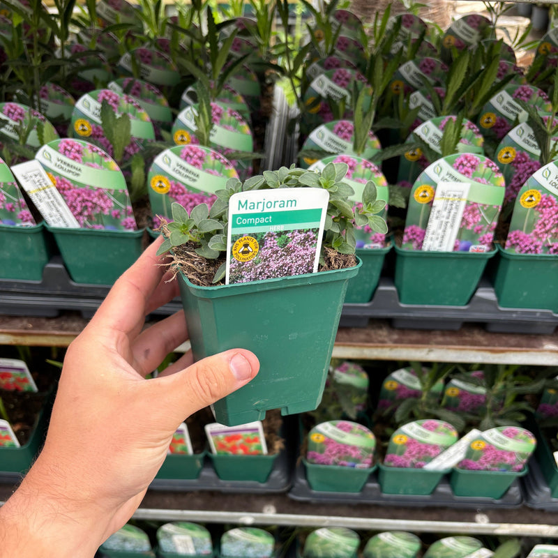 Marjoram compact 9cm -