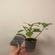 Viburnum davidii 9cm -