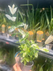 Salix integra 'Flamingo' Shrub 9cm / 1L / 1.5L -