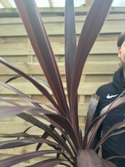 Cordyline 'Superstar' 5L 80-90cm -